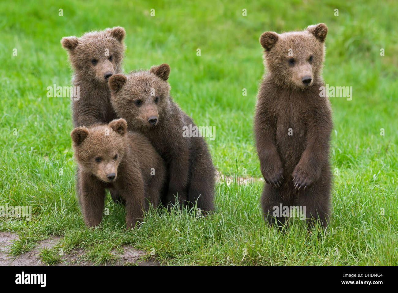 Four Eurasian brown bear / European brown bears (Ursus arctos arctos) cubs standing upright on hind legs in grassland Stock Photo