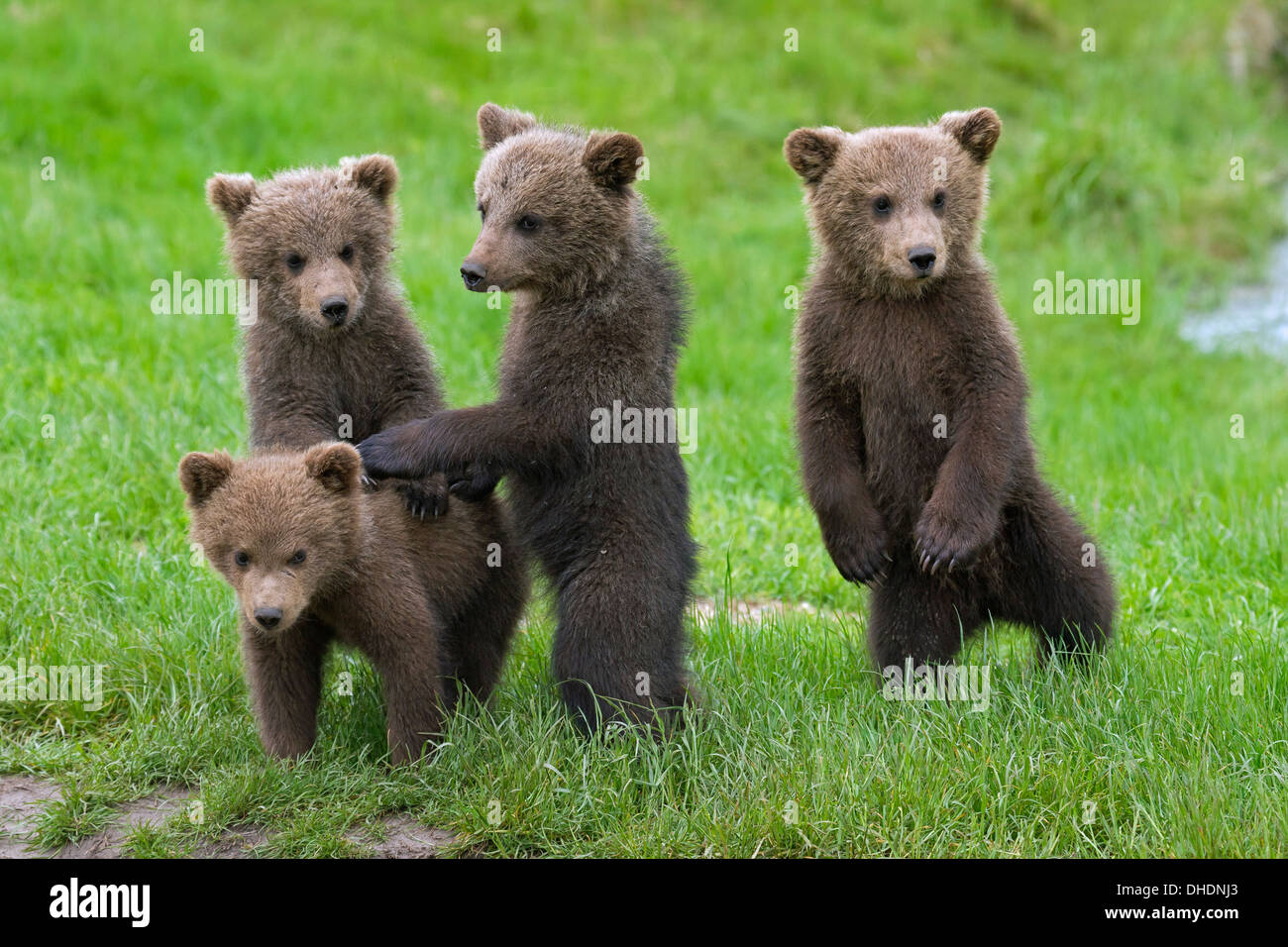 Four Eurasian brown bear / European brown bears (Ursus arctos arctos) cubs standing upright on hind legs in grassland Stock Photo