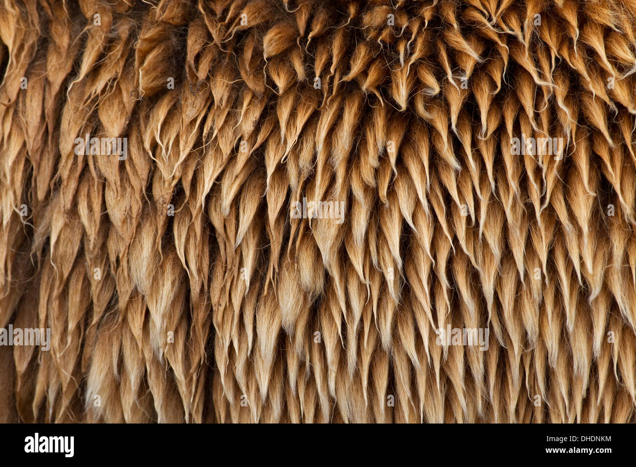 Eurasian brown bear / European brown (Ursus arctos arctos) close up of fur Stock Photo