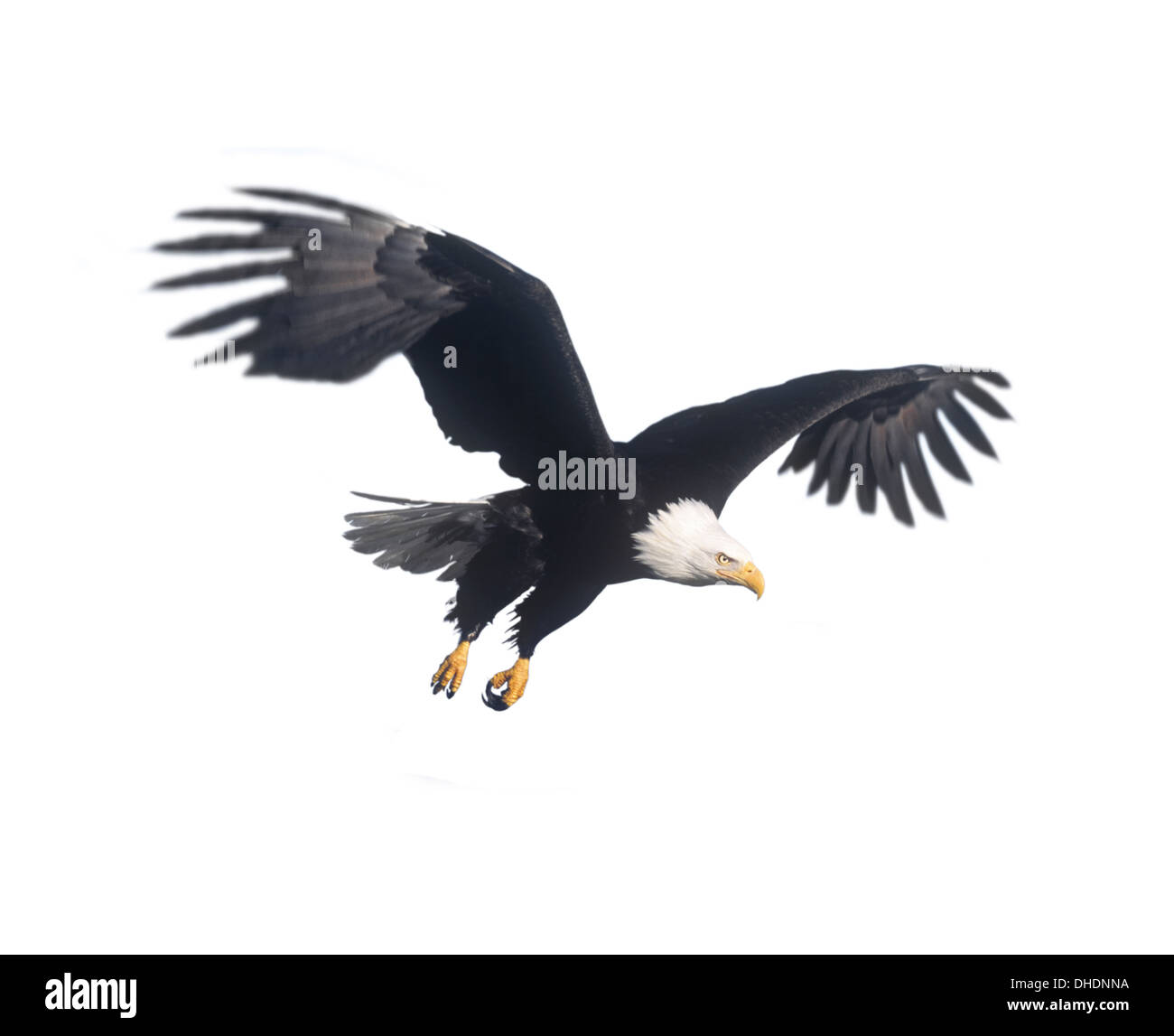 Bald Eagle Haliaeetus leucocephalus Stock Photo Alamy