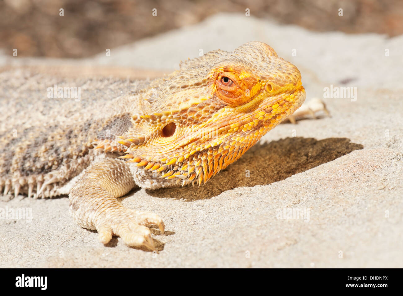 Bearded Dragon (Amphibolurus Barbatus); California, United States Of America Stock Photo
