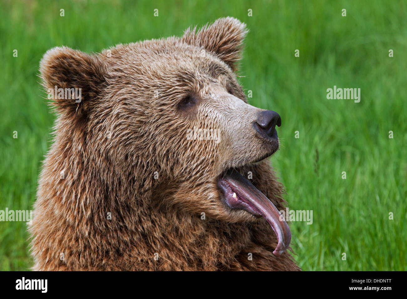 Close up of Eurasian brown bear / European brown (Ursus arctos arctos) sticking out tongue while yawning in grassland Stock Photo