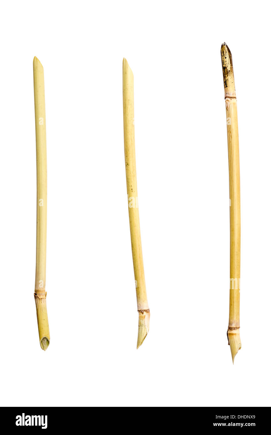 three asian selfmade reed pen, isolated on white Stock Photo Alamy