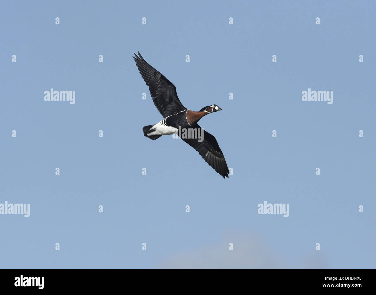 Red-breasted Goose - Branta ruficollis - in flight Stock Photo