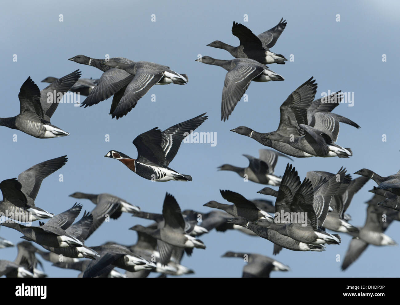 Red-breasted Goose - Branta ruficollis in flight with a flock of Brent Geese - Brants bernicla. Stock Photo