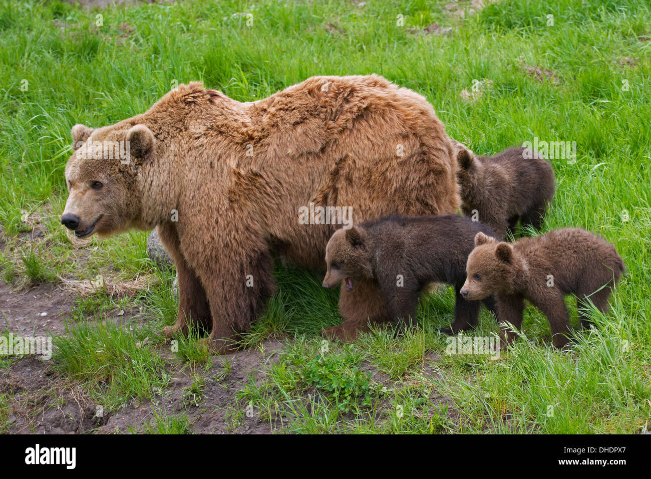 Eurasian brown bear (Ursus arctos arctos) mother with three cubs in ...
