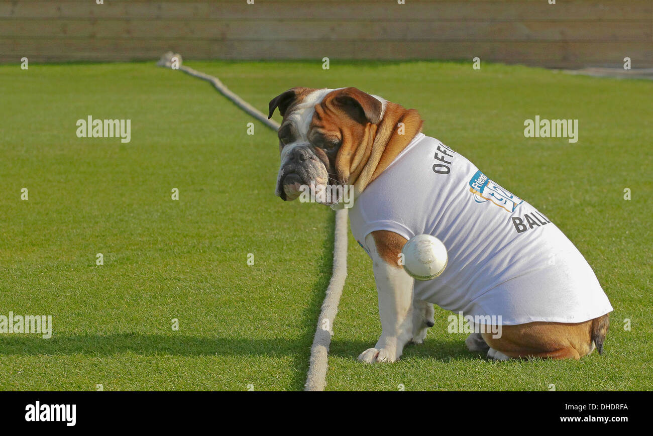 A bulldog wearing a t-shirt watches disinterestedly as a cricket ball flies past him across the boundary rope. Stock Photo