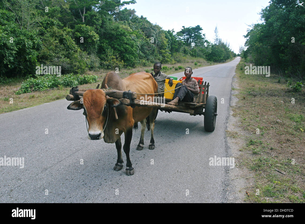 ZANZIBAR  boys with bullock cart. Photo Tony Gale Stock Photo