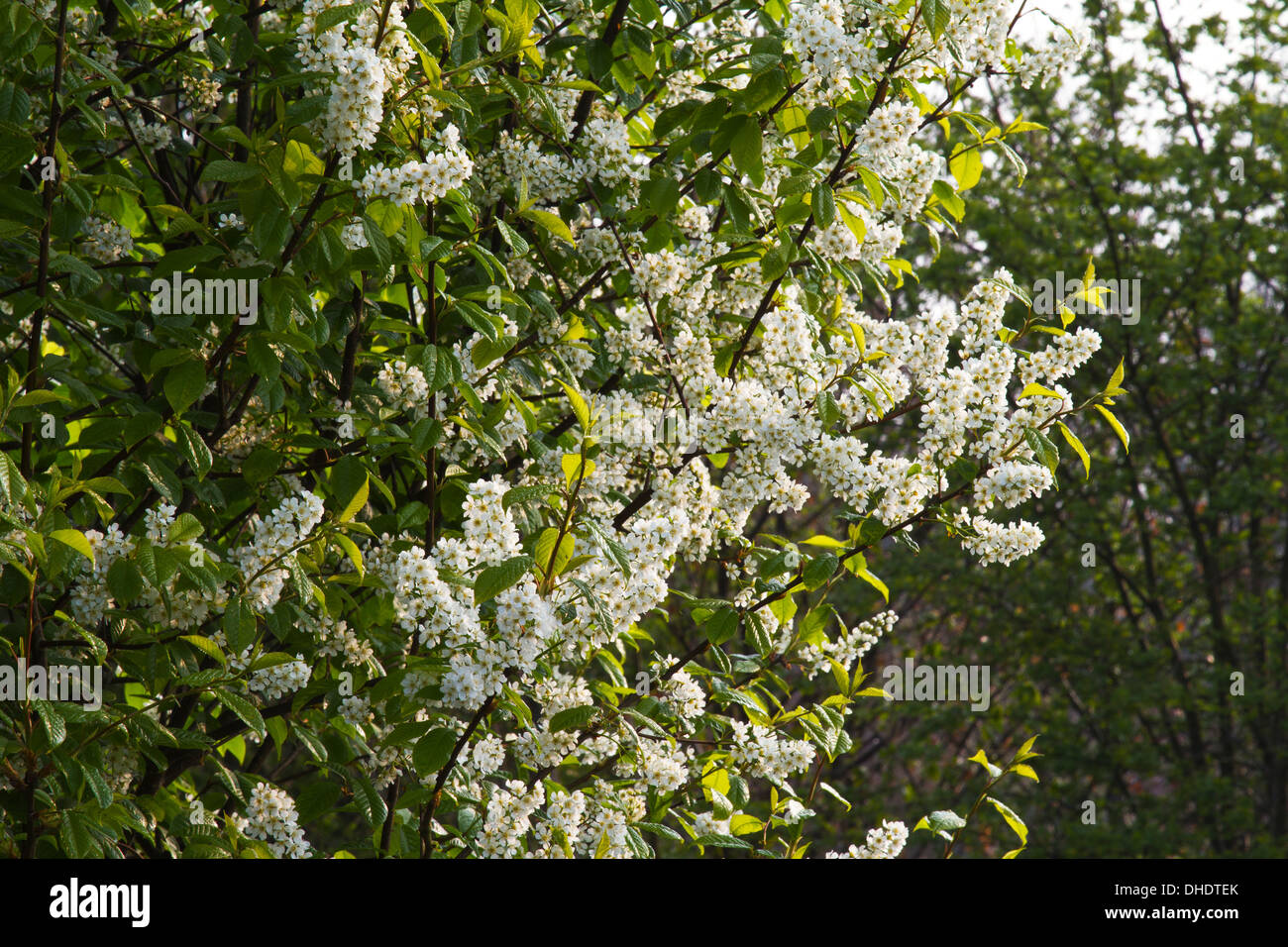 Bird Cherry Prunus padus blossom Stock Photo