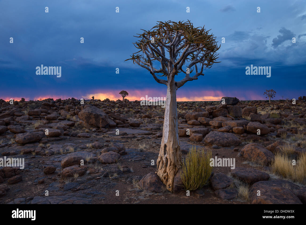 Quiver trees (kokerboom) and boulders against a fiery and stormy sky in the Giant's Playground, Keetmanshoop, Namibia, Africa Stock Photo