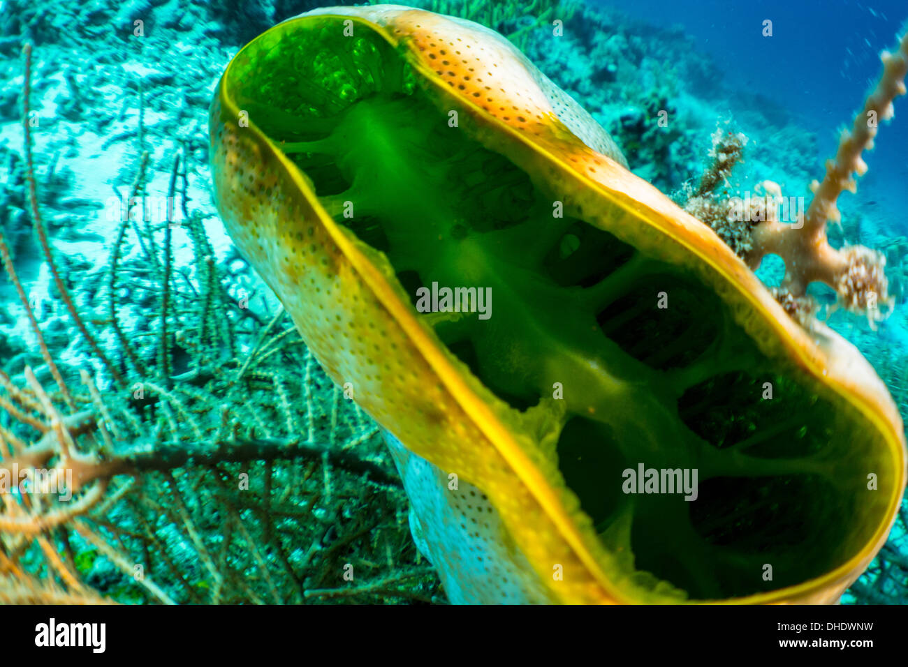 underwater, komodo, indonesia, sea, ocean, scuba, diving, marine life