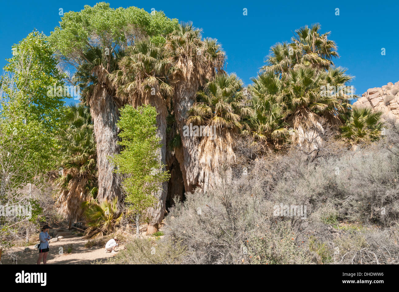 California, Joshua Tree National Park, Cottonwood Spring, California fan palm & Cottonwood trees Stock Photo