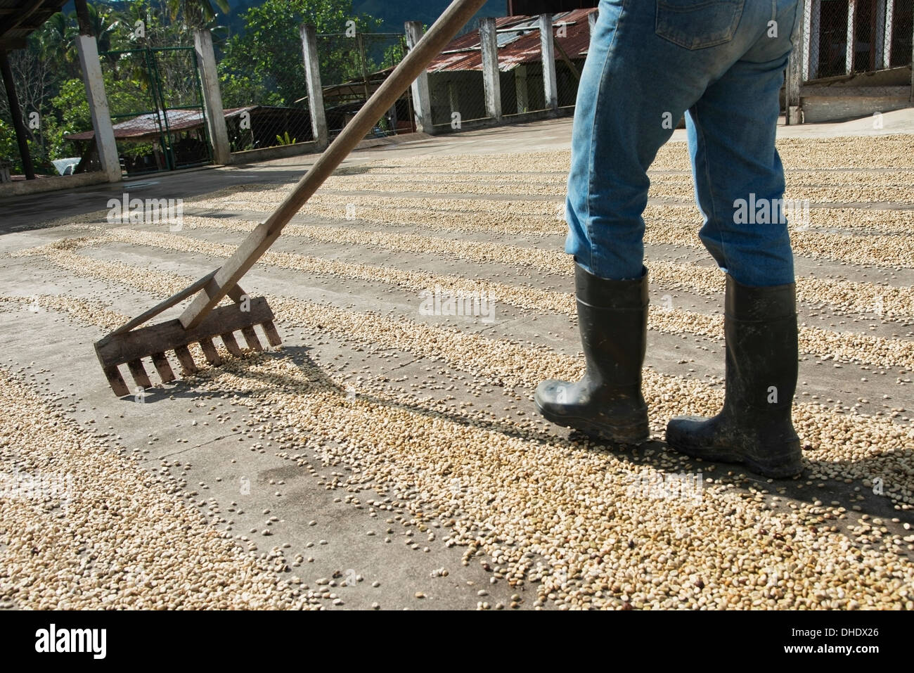 Worker Raking Coffee Beans At A Coffee Plantation; Zacapa, Guatemala Stock Photo