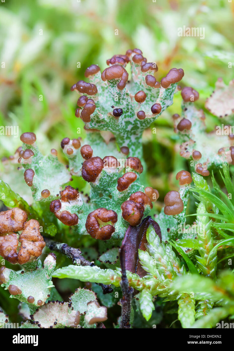Cladonia lichen Stock Photo