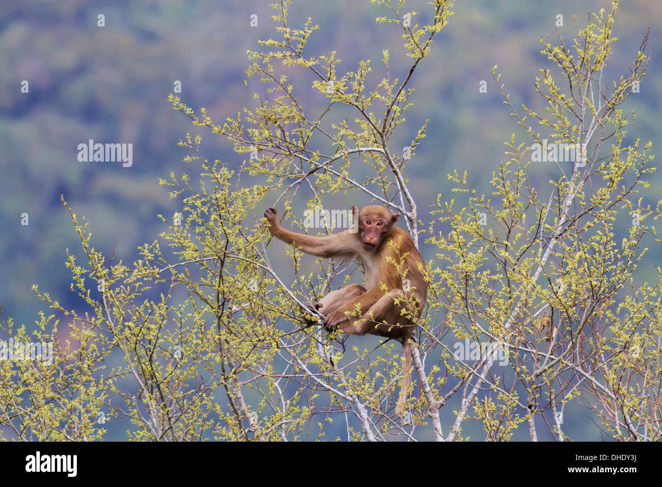 Portraits bhutan hi-res stock photography and images - Alamy