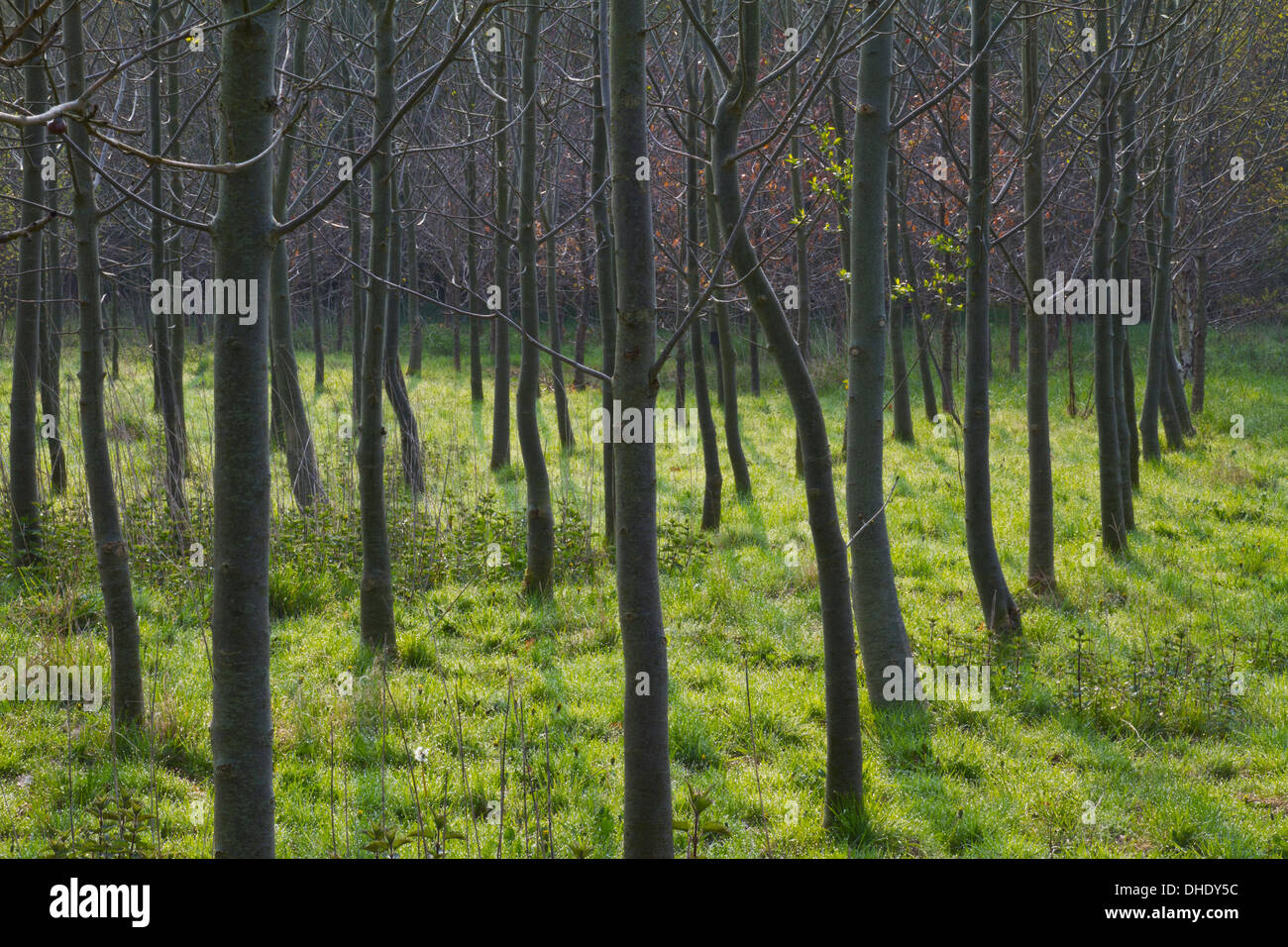 A healthy Common Ash tree plantation fraxinus excelsior Stock Photo