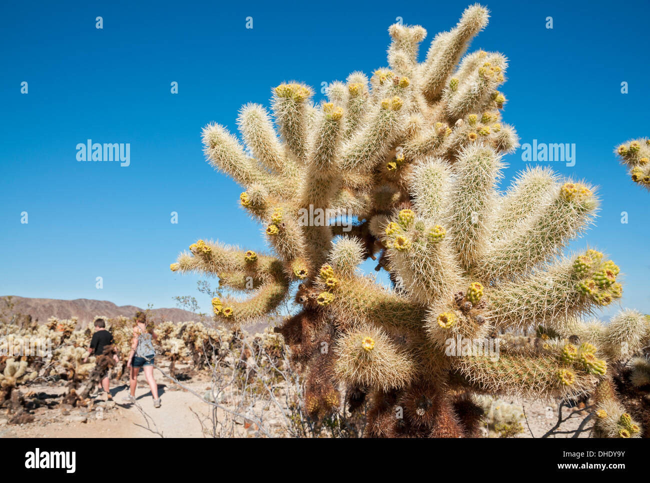 California, Joshua Tree National Park, Cholla Cactus Garden Stock Photo