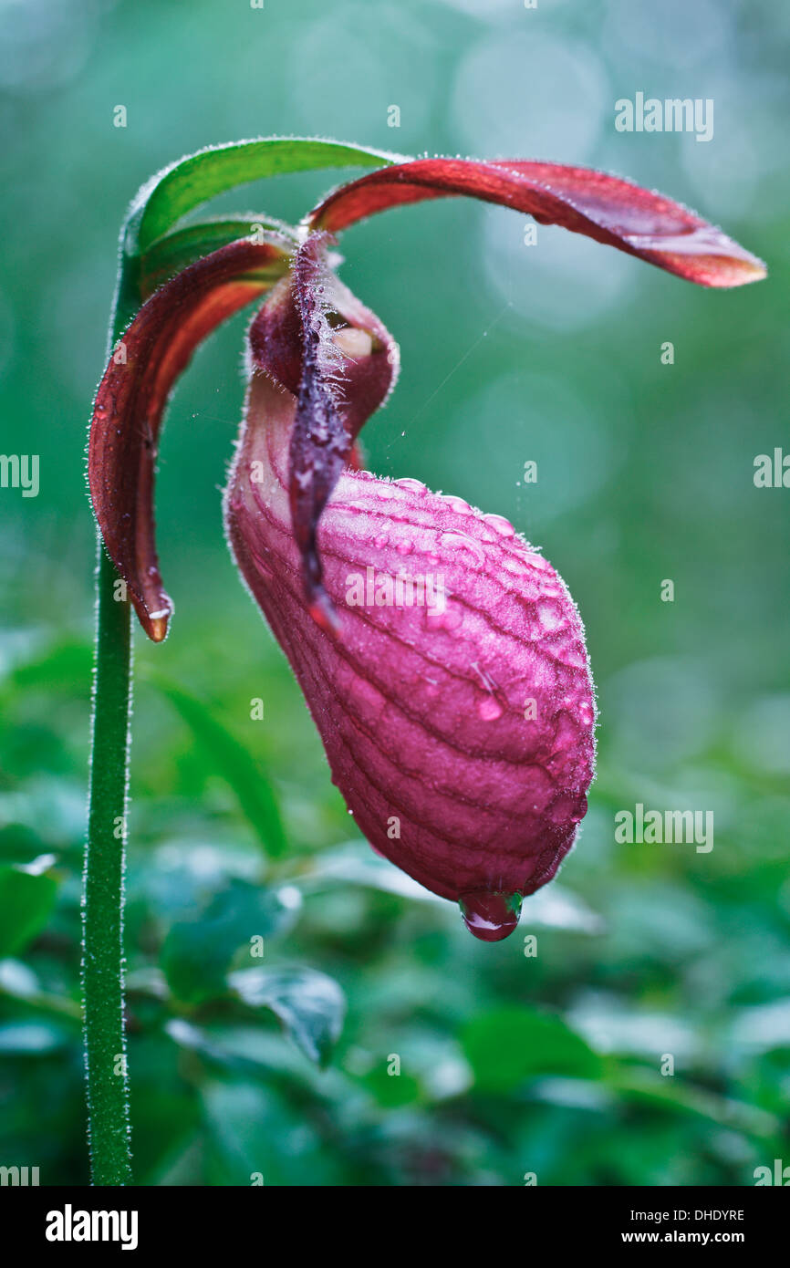 Lady's slipper canada hi-res stock photography and images - Page 2 - Alamy