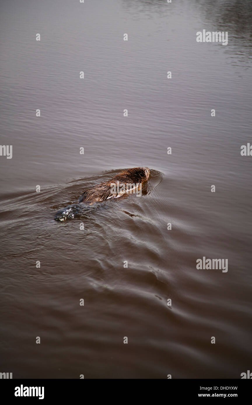 European Beaver,Casper fiber swimming across a lake Stock Photo