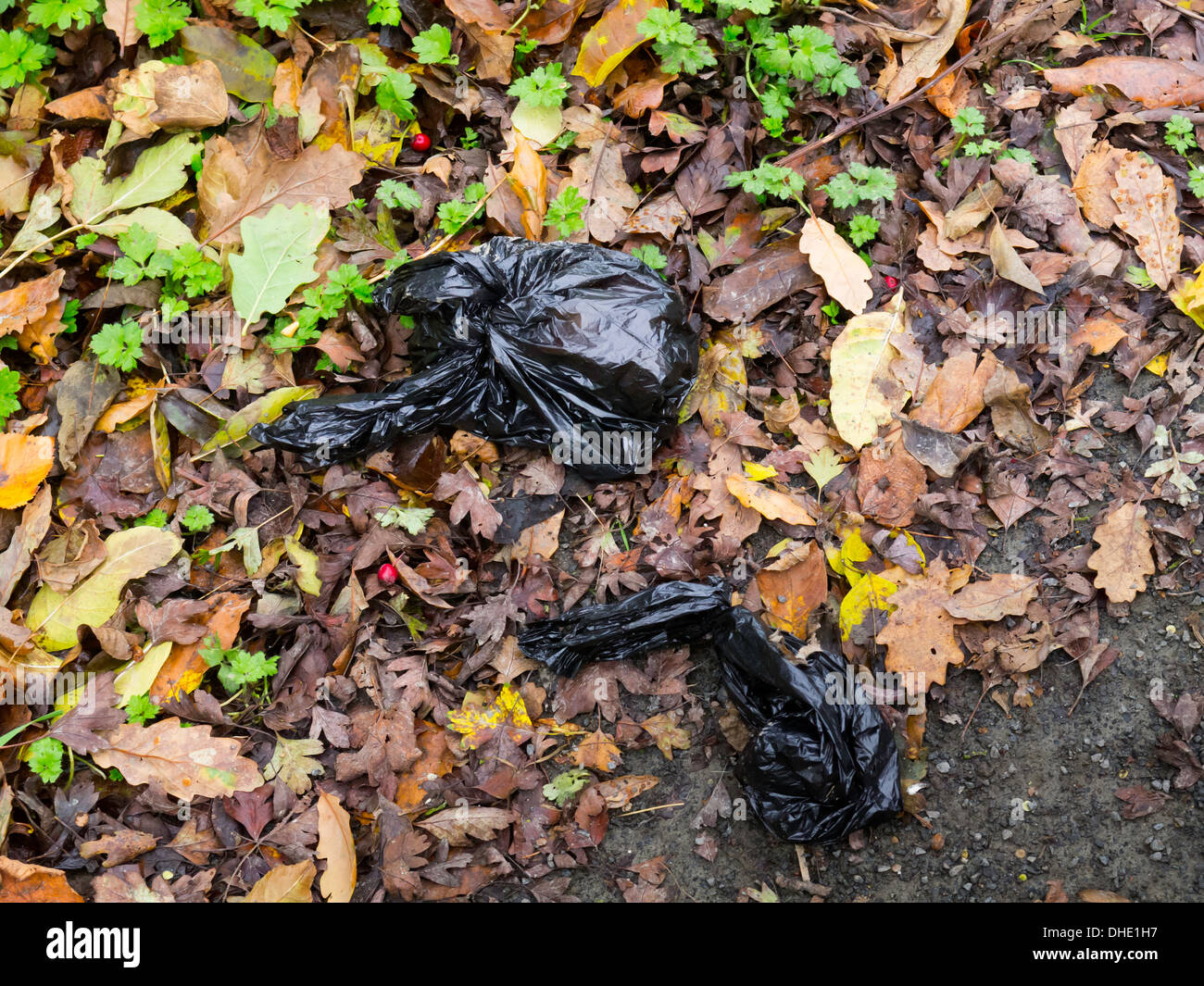 Black plastic bags containing dog faeces on a woodland path not placed in the bin provided Stock Photo