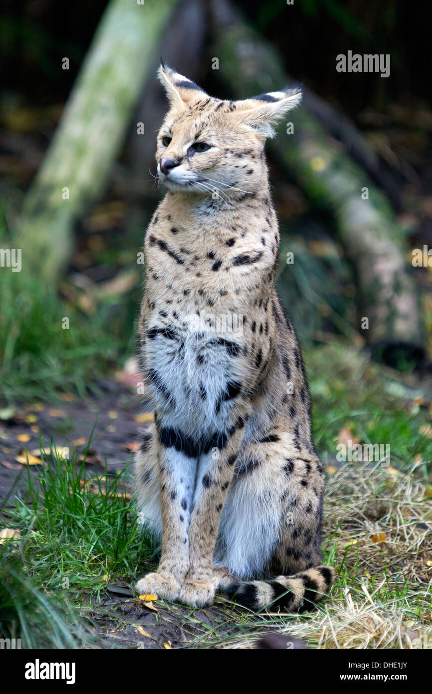 Serval (Leptailurus serval), London Zoo, England, UK. Stock Photo