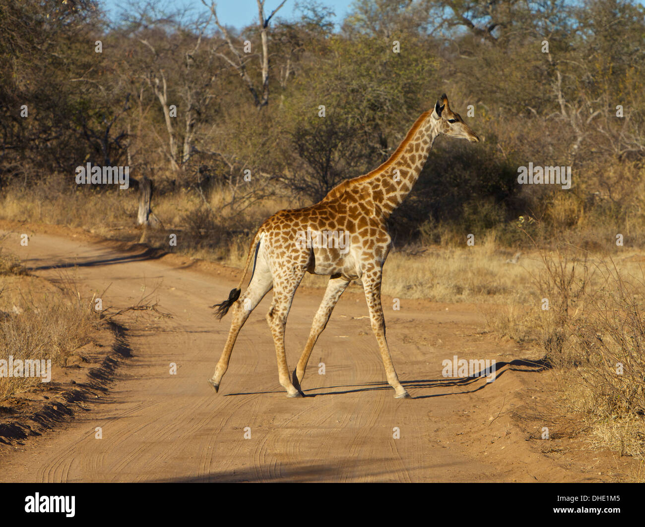 Giraffe walking in the Kruger National Park, South Africa Stock Photo
