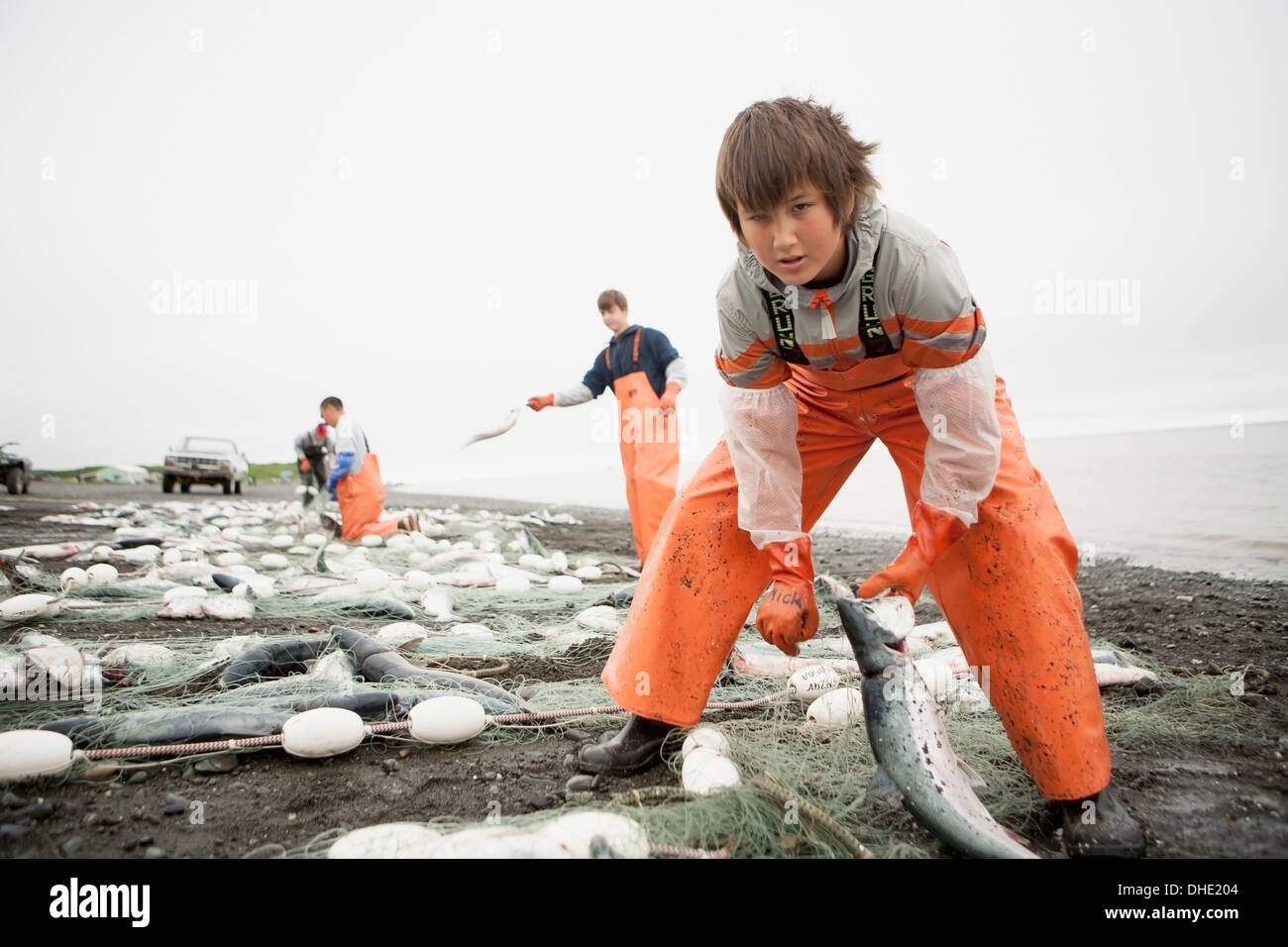 Setnet Commercial Setnet Fishermen Pick Sockeye Salmon From Their Setnets In ...