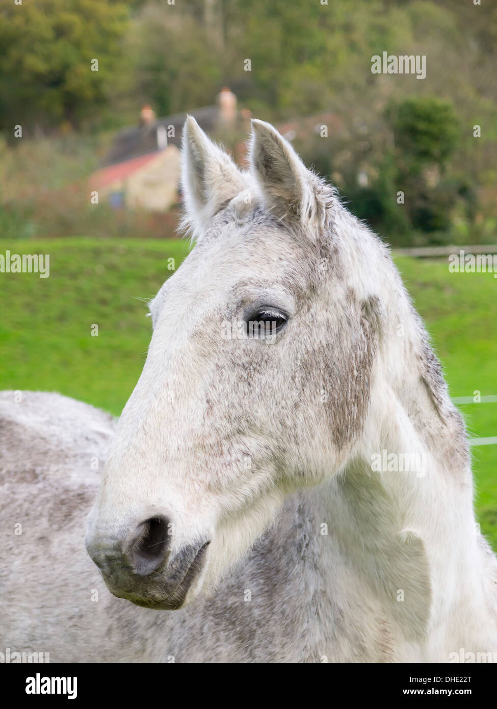 Portrait of a Grey horse Stock Photo