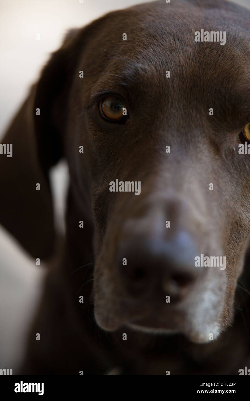 brown hound dog with expressive eyes Stock Photo Alamy