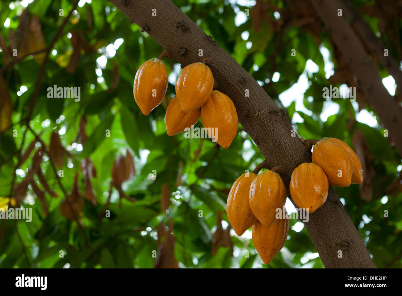 Ripe cocoa pods on tree (cacao)  - USA Stock Photo