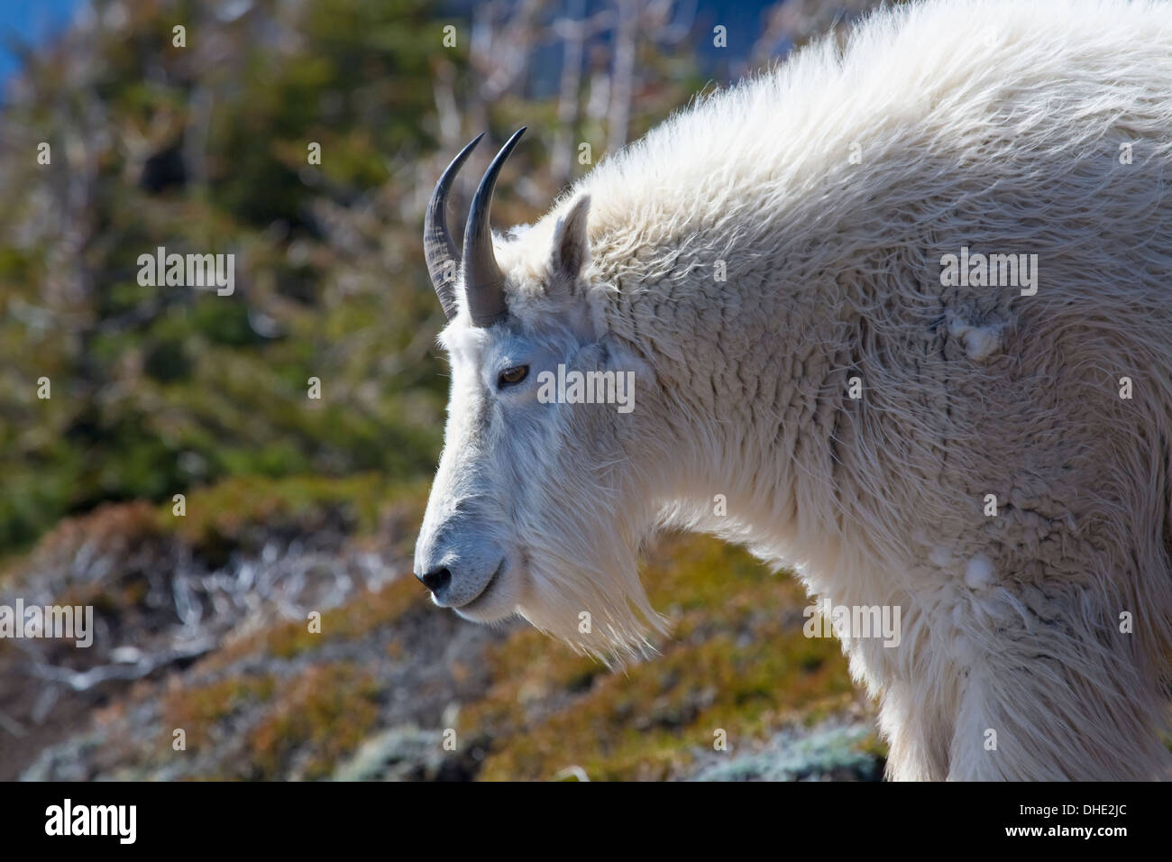 Mountain Goat, Close Up, Olympic Mountains, Washington, Usa Stock Photo