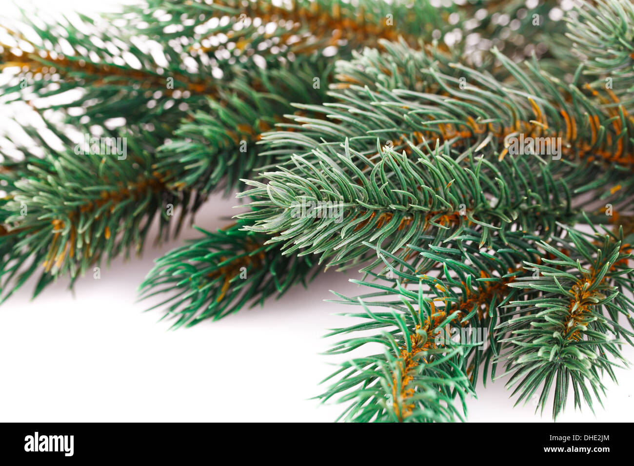 Christmas tree branch isolated on white background Stock Photo - Alamy