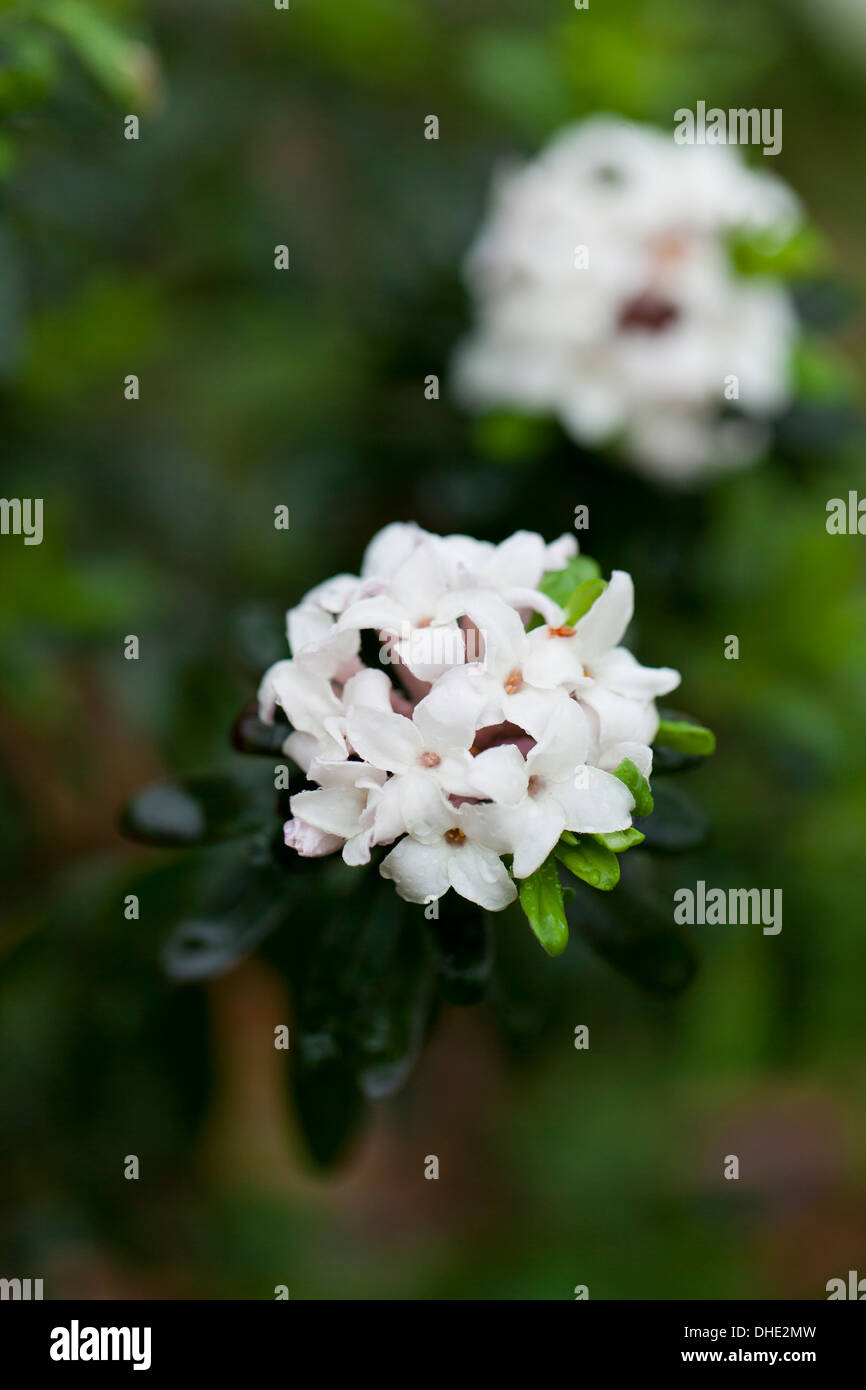Hybrid Daphne flower - Virginia USA Stock Photo - Alamy