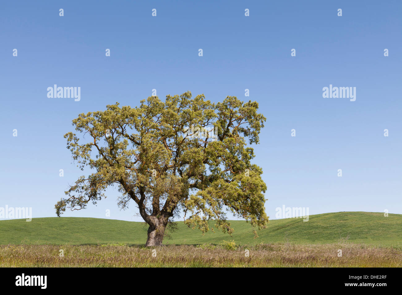 Coast Live Oak tree (Quercus agrifolia) - California USA Stock Photo