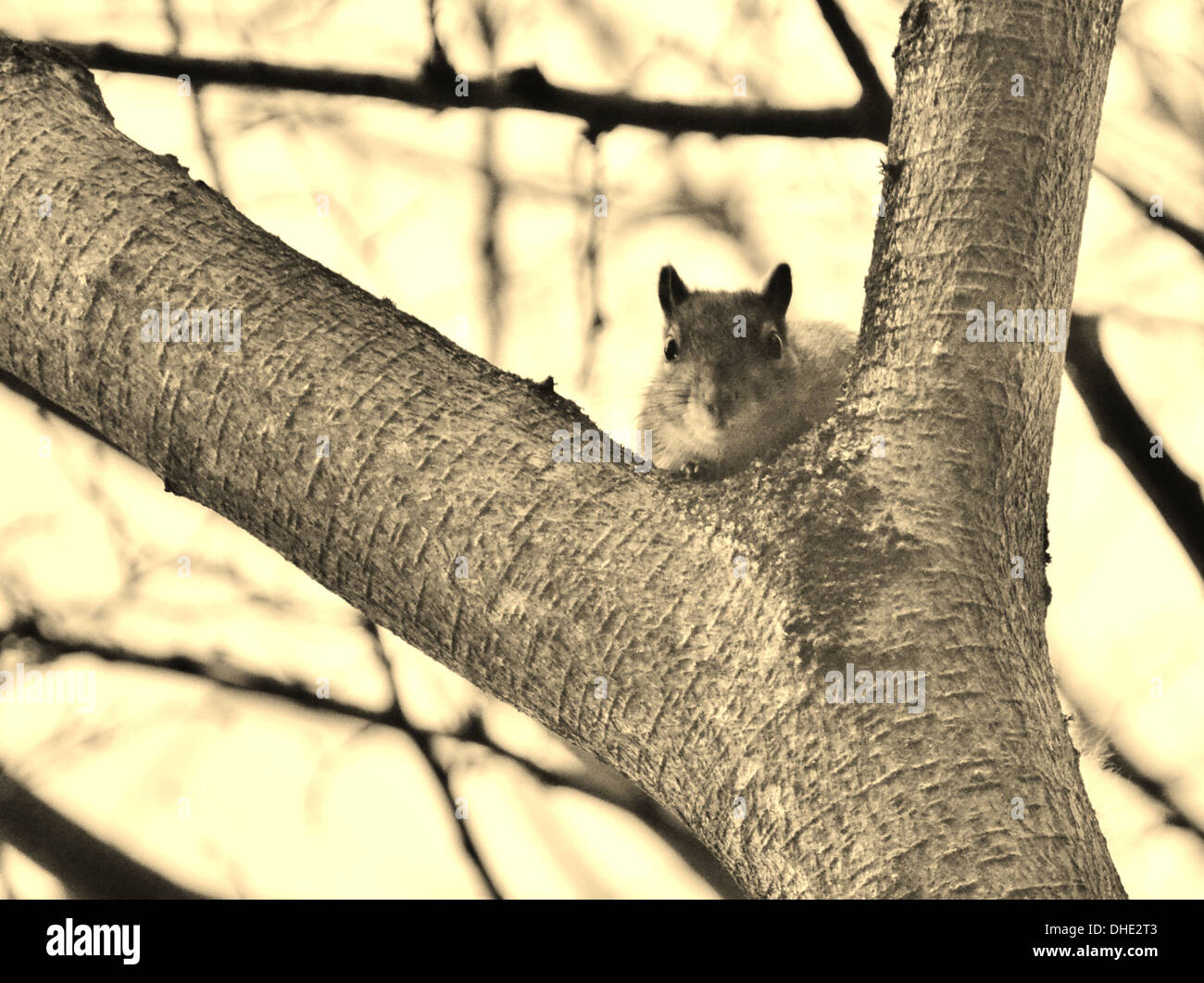 Squirrel watching me closely! Stock Photo