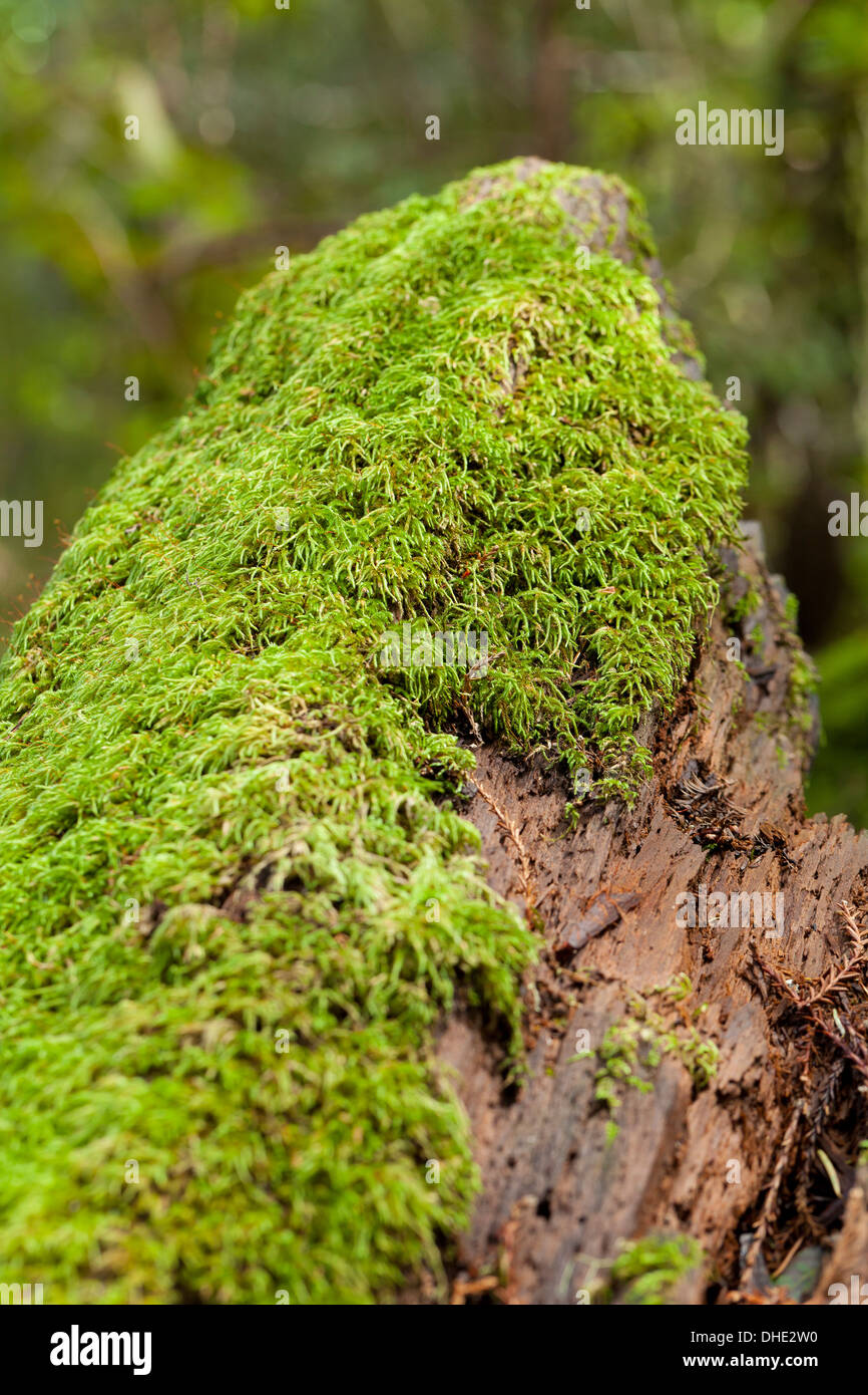 Mountain Fern moss (Hylocomium splenens) - California USA Stock Photo