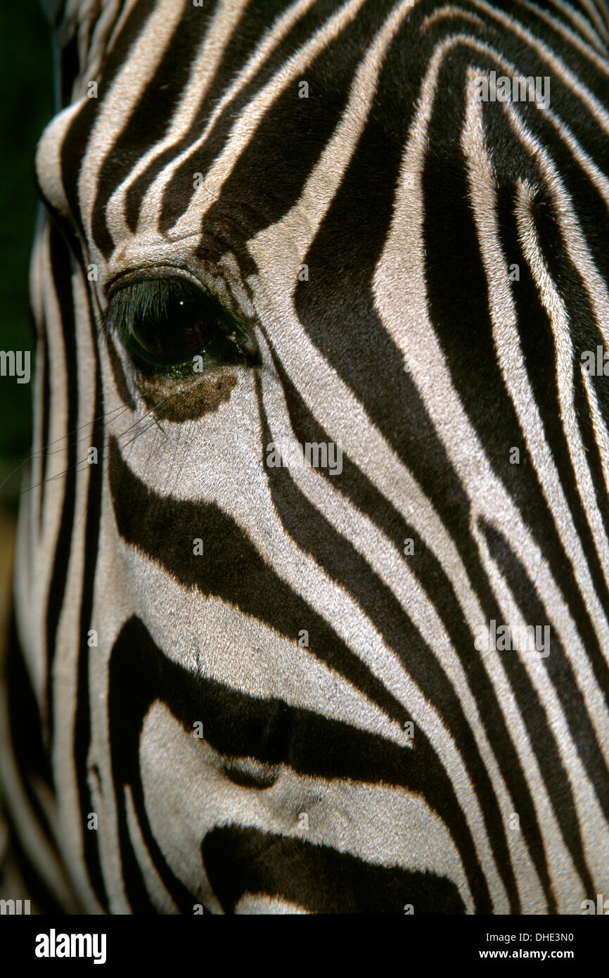 Close up of a Zebra's face showing the stripes flowing around the eye. Stock Photo