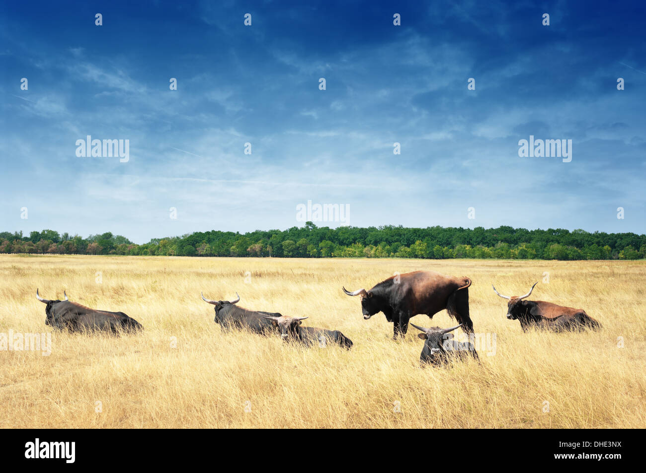 Aurochs or European Buffalo (Bos primigenius) in Hortobagy, Hungary. Stock Photo