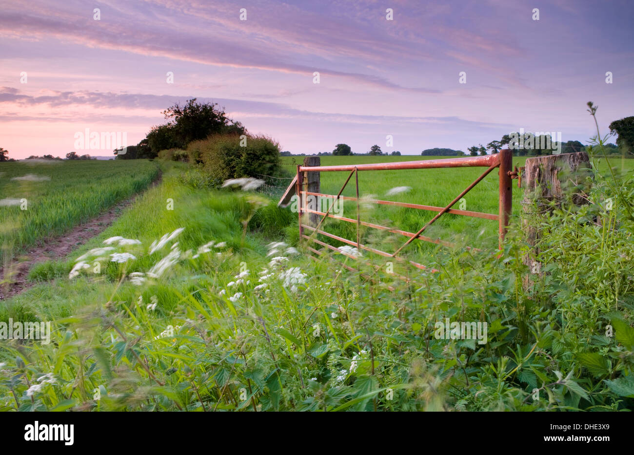 A red metal gate separates two fields of wheat. Cow Parsley and common nettles are blown in the wind Stock Photo