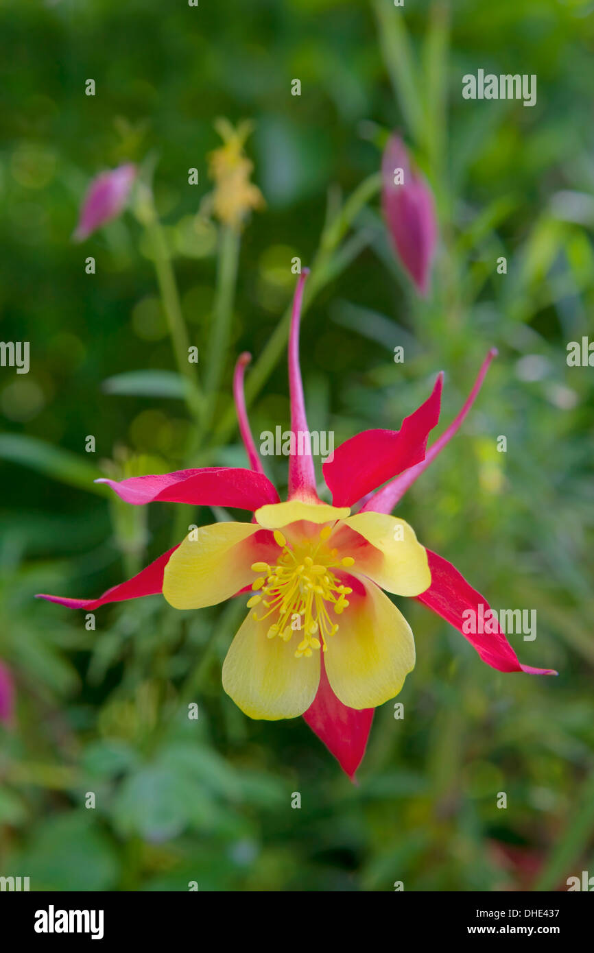 Yellow and Cerise Aquilegia flower in a garden border Stock Photo