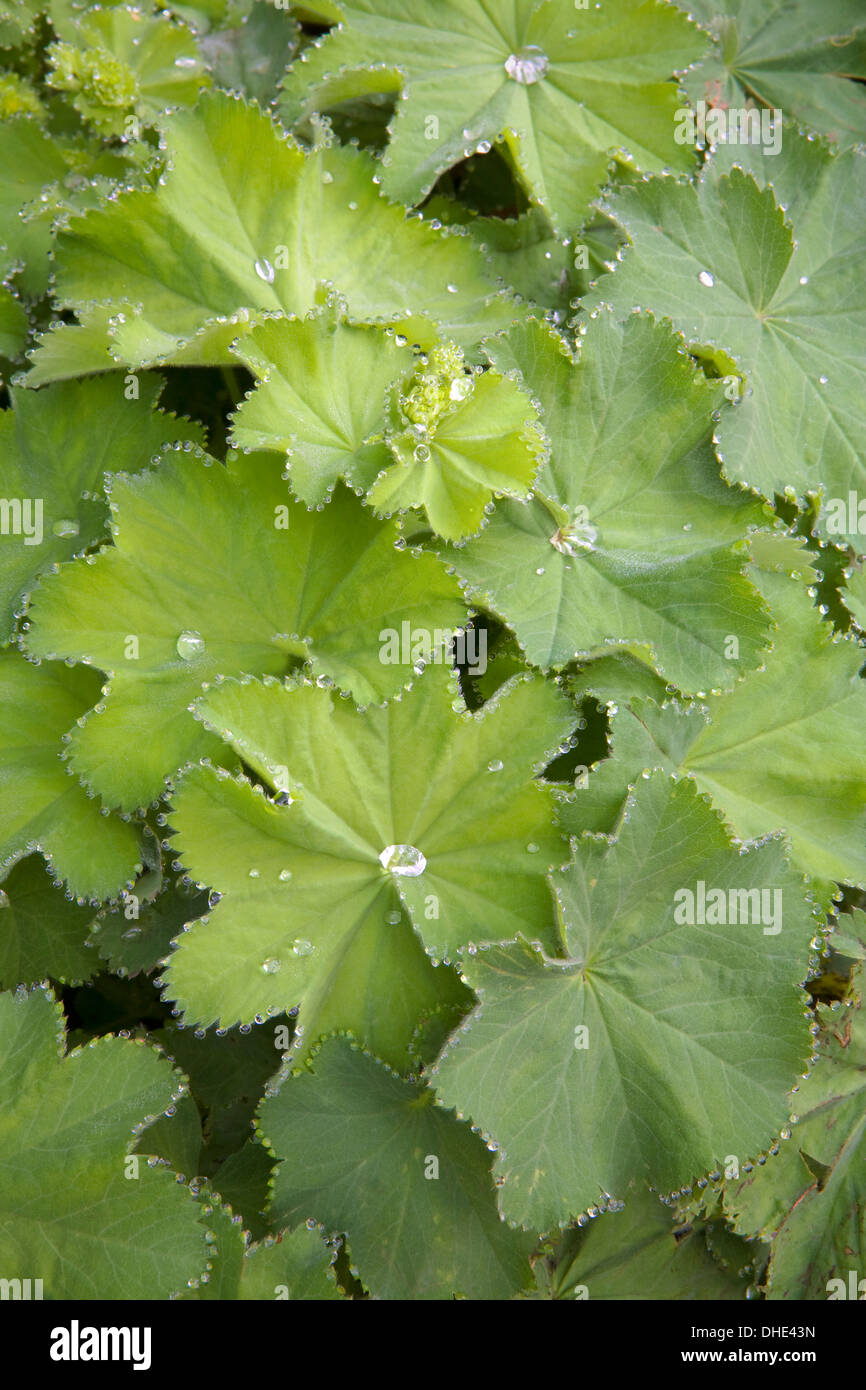 Lady's Mantle, Alchemilla Mollis, with beads of dew on the toothed leaf edges. Stock Photo