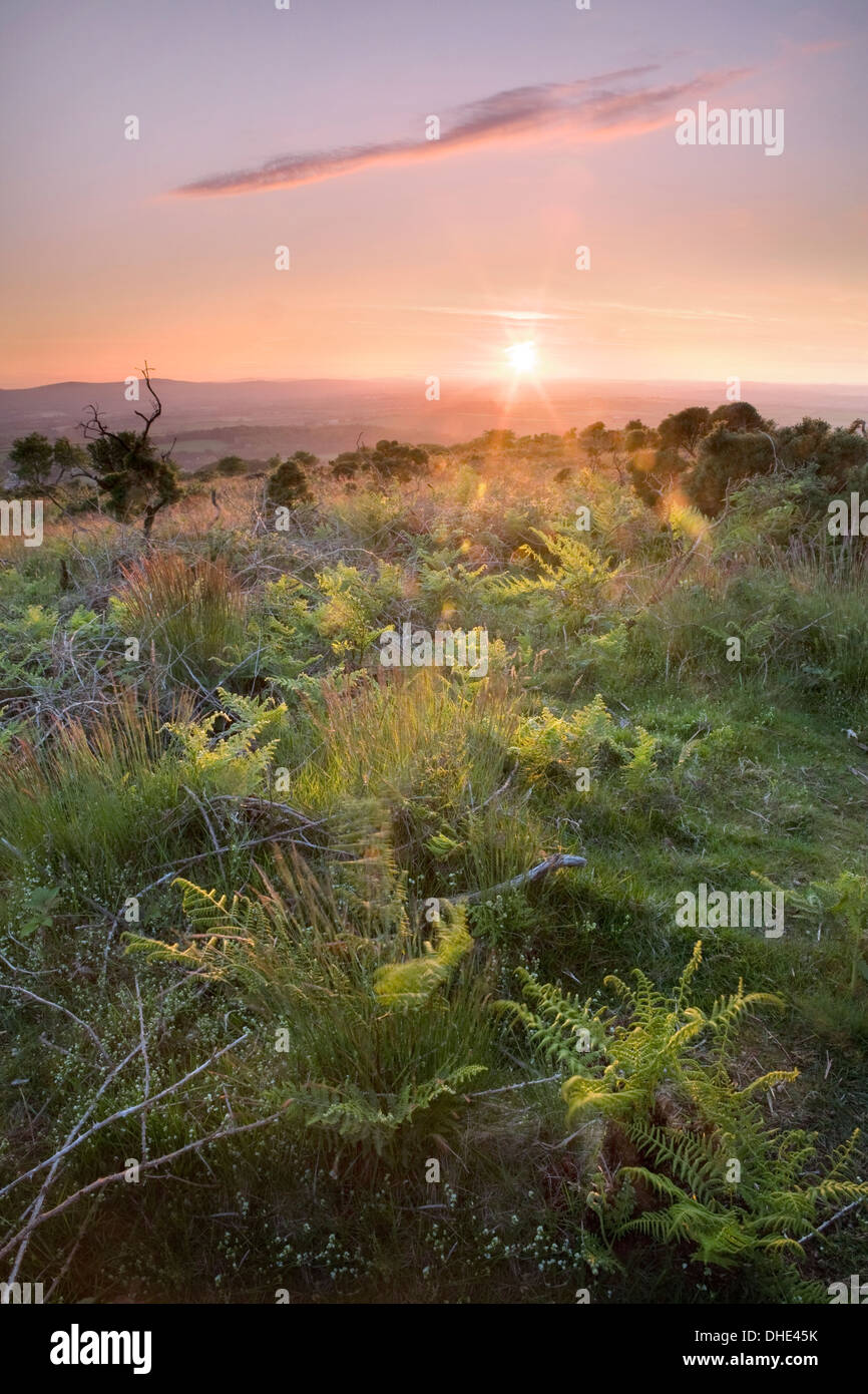 Ferns, wild flowers and grasses and dead brambles litter the ground on Kitt Hill, Cornwall at sunset. Stock Photo