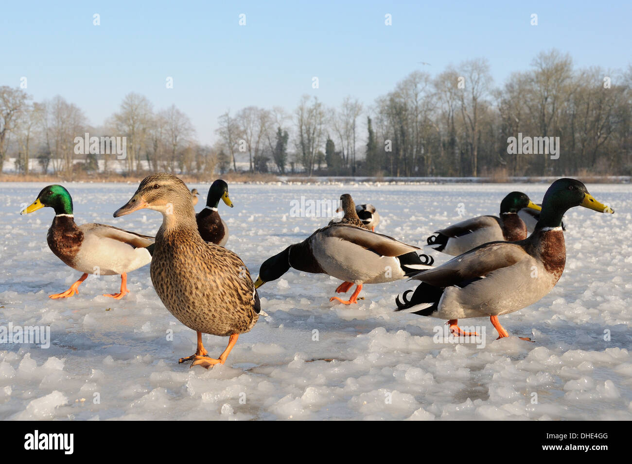 Low wide angle view of Mallard (Anas platyrhynchos) group standing on heavily frozen lake in morning sunshine, Wiltshire, UK. Stock Photo