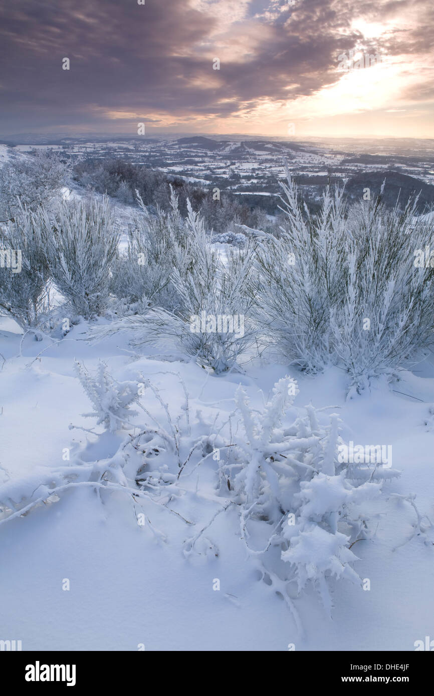 Snow covered broom on the Malvern Hills looking West towards Herefordshire at sunset. Stock Photo