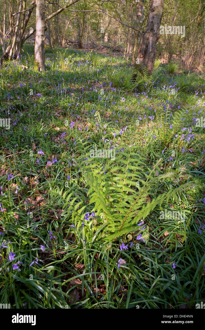 English Bluebells and fern on the side of Swinyard Hill, Malvern Hills, Herefordshire Stock Photo