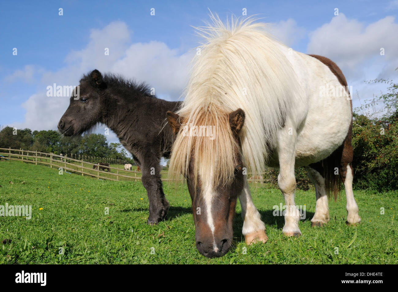 American miniature horse (Equus caballus) mare grazing in a grassy paddock next to her foal, Wiltshire, UK, September. Stock Photo