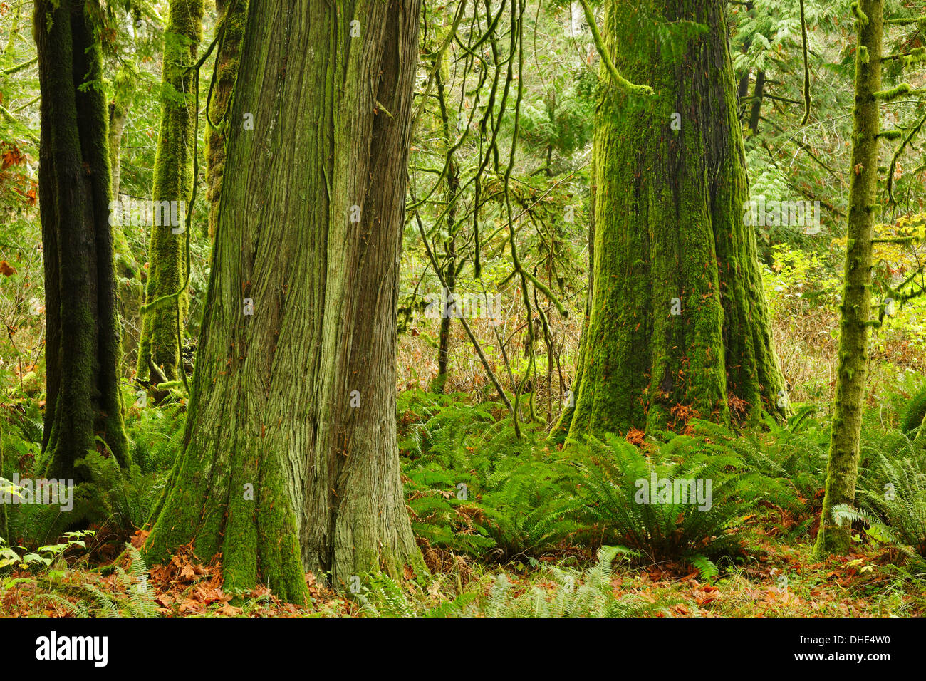 Old growth Western Red Cedar trees in Westcoast temperate rainforest-Victoria, British Columbia, Canada Stock Photo