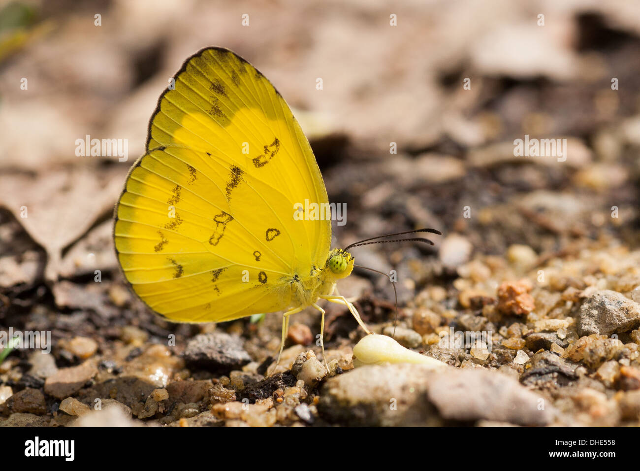 Yellow butterfly puddling for nutrients Stock Photo
