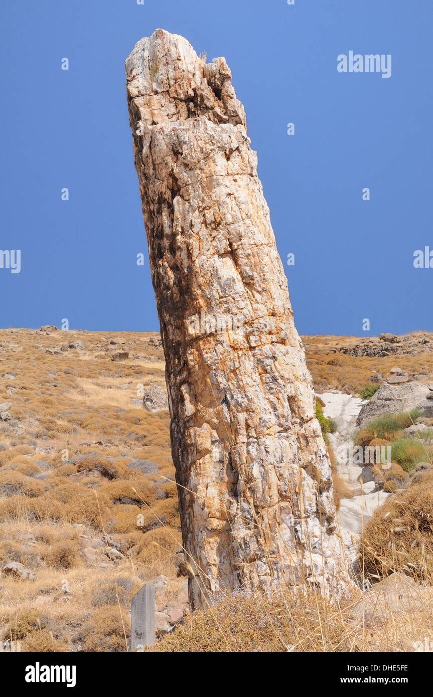 Petrified tree from Miocene era c. 20 mya. Lesbos Petrified Forest European and Global Geopark, Sigri, Isle of Lesvos, Greece. Stock Photo