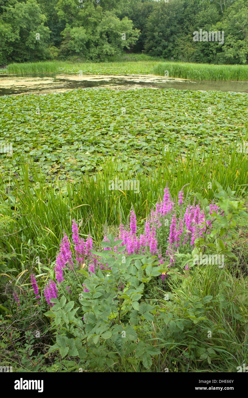 Purple loosestrife, Lythrum salicaria, on the edge of a lily pond Stock Photo